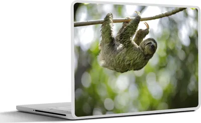 Produktbild von MuchoWow® Laptop Aufkleber Sticker Cover Ein Faultier hängt in den Bäumen 25x18 cm - Laptop-Deko