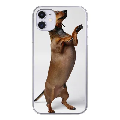 Produktbild von MuchoWow® Handyhülle Schutzhülle Hülle für iPhone 11 Ein Dackel, der auf seinen beiden Hinterbeinen steht Silikon Softcase Handy Hülle - Handytasche