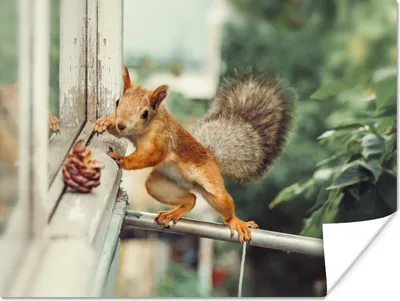 Produktbild von MuchoWow® Poster Eichhörnchen - Fenster - Herbst - Tannenzapfen 120x90 cm - Wandbild