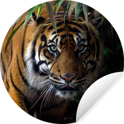 Produktbild von MuchoWow® Runde Wandtattoo - Wandsticker Tapete Aufkleber Tiger - Blätter - Dschungel - Tiere - Wild Ø 100 cm Selbstklebend und Repositionierbar - Wandaufkleber - Kreis - Tapetenkreis - Wandbild rund - Schlafzimmerdekoration - Wanddeko - runde Tapete - Kunst für zu Hause