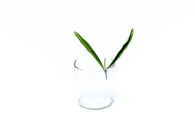 Obrázok produktu pre Gardners Hoya Wayetti - odrezky na zakorenenie