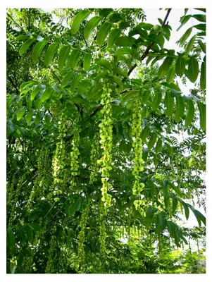 Produktbild von Kaukasische Flügelnuss Pterocarya fraxinifolia Pflanze 15-20 cm