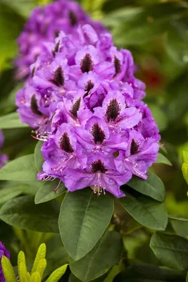 Produktbild von Rhododendron Hybr. 'Orakel', Rhododendron, rot, 30–40 cm