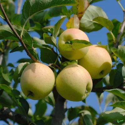 Produktbild von Apfel Apfelbaum Obstbaum Malus versch. Sorten und Größen Terrassenobst Busch, Apfel:Terrasse Golden Delicious