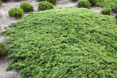 Produktbild von Juniperus communis 'Green Carpet', Wacholder, 30–40 cm