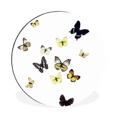 Produktbild von MuchoWow® Aluminium Wandkreis Schmetterlinge auf weißem Hintergrund Ø 90 cm Wanddeko Modern Wohnzimmer - Mauerkreis - Wandbilder - Runde Bild - Bild aus Aluminium - Schlafzimmer - Wohnzimmerdekoration - Wand Dekoration