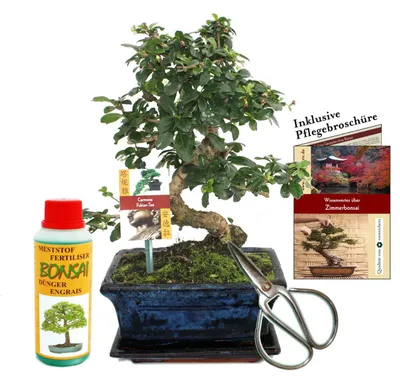 Produktbild von Geschenkset Bonsai "Carmona" - Fukientee - ca. 8 Jahre alt - Anfänger-Set