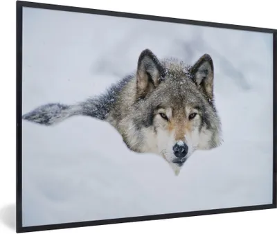 Produktbild von MuchoWow® Gerahmtes Poster Wolf - Schnee - Mantel 60x40 cm - Poster mit Schwarzem Bilderrahmen Wandposter Rahmen Foto Bilder - Printing - Wanddeko Schlafzimmer