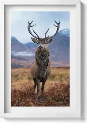 Produktbild von Ein stattlicher Hirsch auf einer Berglichtung– Wandbild mit Rahmen – Gerahmtes Bild  – Wanddekoration – 40x60 cm – Weiß