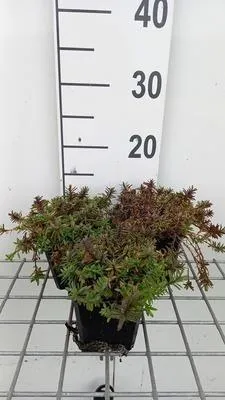 Produktbild von 6 x  Dianthus delt. 'Leuchtfunk' - Nelke - Topf 9 x 9 cm