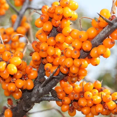 A close-up view of bright orange sea buckthorn berries clustered on a thorny branch.
