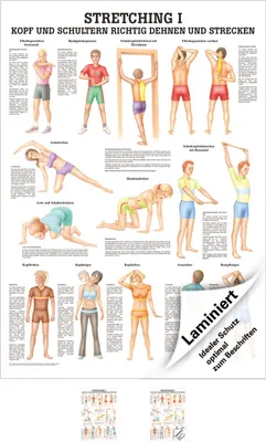 Produktbild von Stretching I Mini-Poster Anatomie 34x24 cm medizinische Lehrmittel