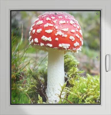 Produktbild von Wallario Lichtschutzbild, Dekorativer Sichtschutz Sonnenschutz 96 x 93 cm mit Motiv: Fliegenpilz im Wald - Verdunklung ohne Bohren
