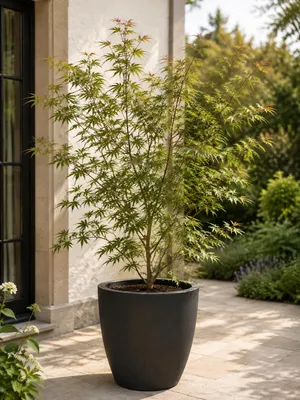 Zdjęcie produktu dla Acer palmatum 'Seiryu', ok. 30 cm. Japoński klon palmowy, odmiana 'Seiryu', zielony, idealny do ogrodu, donic i tarasów, Obraz wygenerowany przez AI