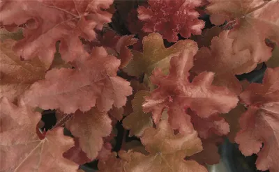 Produktbild von Heuchera "Red Fury" - Purpurglöckchen "Red Fury" im Topf 12 cm  - 12cm