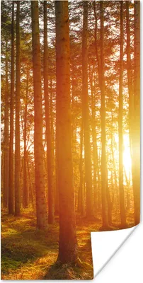Produktbild von MuchoWow® Poster Herbst - Wald - Sonne 60x120 cm - Wandschmuck