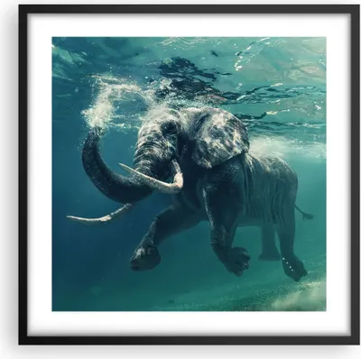 Produktbild von Gerahmtes Poster - Schwarzer Rahmen - Elefant Tier Wasser - 50x50 cm - Wand Bild - Wanddeko - Wandbilder - Kunstposter - Wandposter - Bilderrahmen - Bilder - Kunstdruck - Wandbild - P2BAC50x50-3944