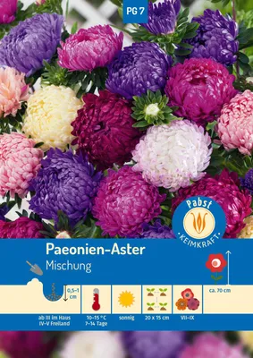 Artikelbild 1 von 'Paeonien-Aster Mischung' aus der Kategorie Asternsamen