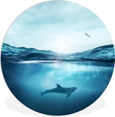 Produktbild von MuchoWow® Rundes Wandbild - Runde Bilder Delfin - Meer - Vogel Ø 30 cm Kreis Wanddekoration Kunststoff - Wandkreis - Wandschmuck - Schlafzimmer - Bilder - Der Kreis - Kunst für die Wohnung - Plastik - Kunstdruck - Wandbild