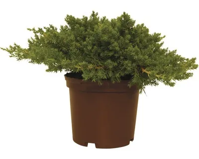 Obrázek produktu pro Jalovec poléhavý FloraSelf Juniperus procumbens 'Nana' 20-25 cm květináč 2 l