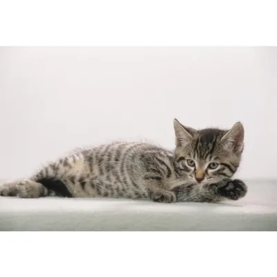 Immagine prodotto di L„ufer Schreibunterlage Katze grau, 400 x 530 mm