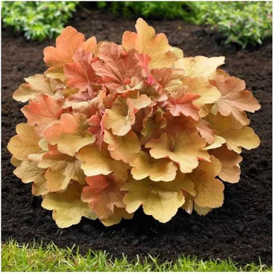 Produktbild von Stauden Gänge 1 x Heuchera Hybride 'Caramel' im 1 Liter Topf - Purpurglöckchen - Warme Karamelltöne für sanfte Gartenakzente