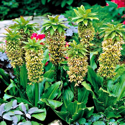Produktbild von Eucomis Schopflilie Ananaslilie Zierpflanze Bicolor Eukomis Zweifarbig 1 St.