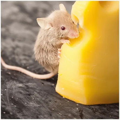 Produktbild von Wallario Premium Glasbild, freischwebende Optik, kräftige Farben, Größe 30 x 30 cm Motiv Süße Maus knabbert an einem Käse in der Küche