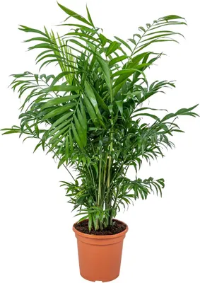 Produktbild von Bloomique - Chamaedorea Elegans - Bergpalme - Zimmerpflanzen - Pflegeleicht - Haustierfreundlich - Höhe 50-70 cm - Topf 17 cm