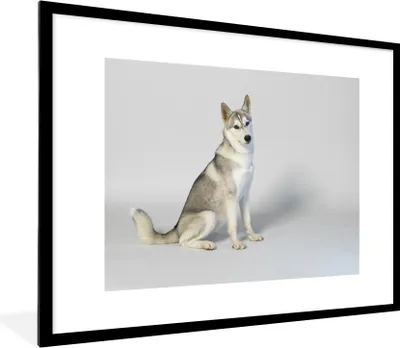 Produktbild von MuchoWow® Gerahmtes Poster Husky vor weißem Hintergrund 80x60 cm - Poster mit Schwarzem Bilderrahmen Wandposter Rahmen Foto Bilder - Schlafzimmer-Dekorationen - Fotoposter