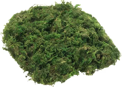 Produktbild von KNORR PRANDELL 216993020 Moosstreu grün