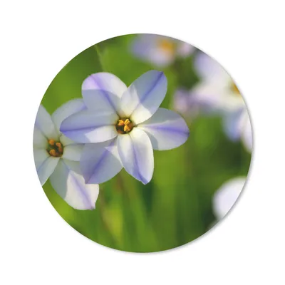 Produktbild von MuchoWow® Mauspad Mousepad Blumen - Garten - Lila 20x20 cm - Mousepads - Maus Mat - Pad - Mausunterlage - Schreibtischmatte