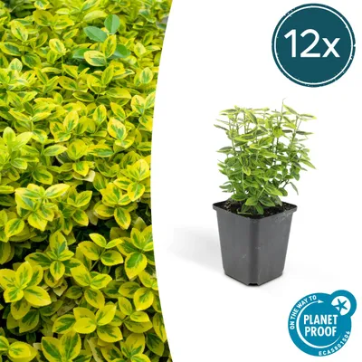 Obrázek produktu pro Půdopokryvná rostlina – Euonymus fortunei 'Emerald Gold' – 9cm květináč – sada 12 rostlin