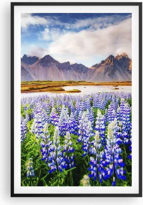 Produktbild von Gerahmtes Poster - Schwarzer Rahmen - Berge Wiese Blumen - 61x91,5 cm - Wand Bild - Wanddeko - Wandbilder - Kunstposter - Wandposter - Bilderrahmen - Bilder - Kunstdruck - Wandbild - P2BPA61x91-4114