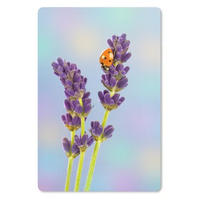 Produktbild von MuchoWow® Mauspad Mousepad Marienkäfer auf Lavendelblüte 18x27 cm - Mousepads - Maus Mat - Pad - Mausunterlage
