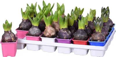 A tray of potted hyacinth bulbs with green shoots, arranged in a white tray.