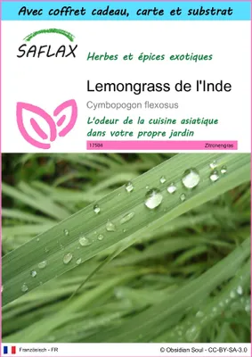 Image de SAFLAX Ensemble-cadeau - Lemongrass de l'Inde - 50 graines - Cymbopogon