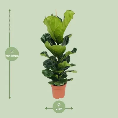 Produktbild von Ficus lyrata – Geigen-Feige – Ø21cm x H100cm – Großblättrige Zimmerpflanze – Luftreinigend & dekorativ – Pflegeleicht – Im Pflanztopf – Direkt aus der Gärtnerei