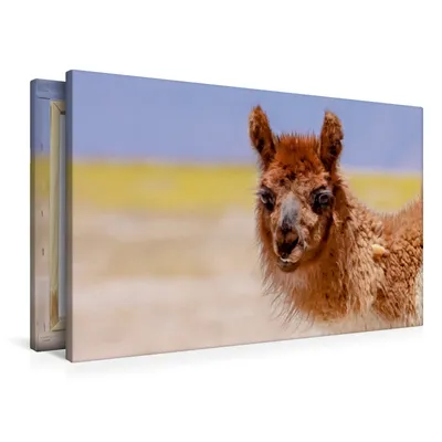 Produktbild von Calvendo Textil-Leinwand 90 cm x 60 cm quer Lama, Bergwitz Uwe; 7398957