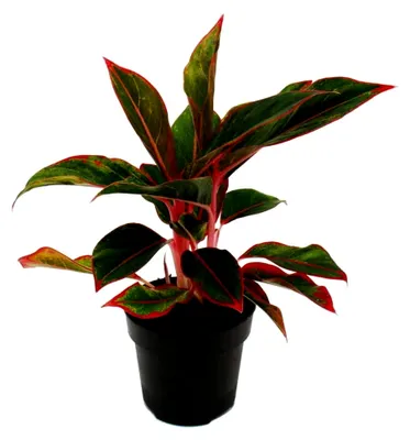 Produktbild von Aglaonema Jungle Red - Buntblättriger Kolbenfaden - Ausgefallene Sorten - 12 cm - ca. 25-30 cm hoch
