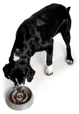 Produktbild von Anti-Schlingnapf für Hunde und Katzen, Futternapf zur kontrollierten Futteraufnahme, 900 ml, grau