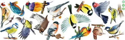 Produktbild von Vögel Fensteraufkleber,Vogel-Fensteraufkleber zum Schutz gegen Vogelschlag,Kolibri Anti-Kollision Fensterfolie Glas Fensterdeko Aufkleber,schutz Fenstersticker Wiederverwendbare