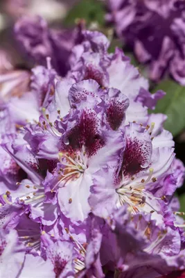 Produktbild von Rhododendron Hybr. 'Pfauenauge', Rhododendron, 50–60 cm, auffällig
