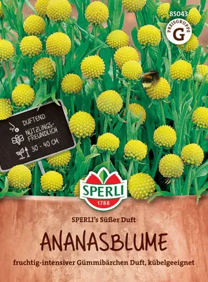Produktbild von SPERLI Ananasblumensamen Süßer Duft Cephalophora aromatica 45 Pflanzen