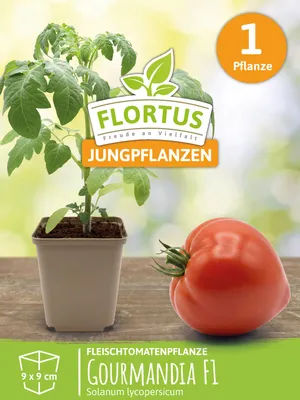Artikelbild 5 von 'Fleischtomatenpflanze Gourmandia F1' aus der Kategorie Fleischtomatenpflanzen