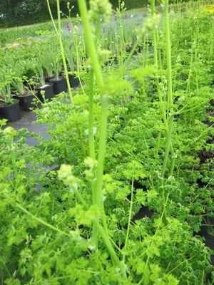 Produktbild von Gefüllte Garten-Wiesenraute Splendide White - Thalictrum delavayi Splendide White