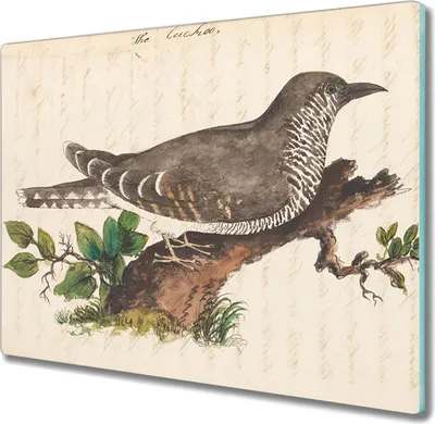 Produktbild von Coloray Küchenbrett Kochplattenabdeckung Hackbrett Schneidebrett Herdabdeckplatte 60x52 cm - Vogel Zeichnung