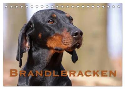 Produktbild von Brandlbracken (Tischkalender 2027 DIN A5 quer), CALVENDO Monatskalender