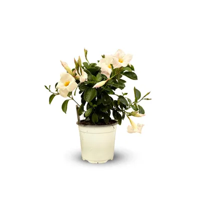 Image de Dipladenia touffe - plante fleurie - ↕ 40-50 cm - ⌀ 17 cm - plante d'intérieur & extérieur - fleur blanche