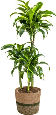 Immagine prodotto di Dracaena Deremensis Dorado con cesto in vimini – Altezza 100-120 cm – Ø 21 cm – Pianta da appartamento di facile manutenzione con foglie lucide